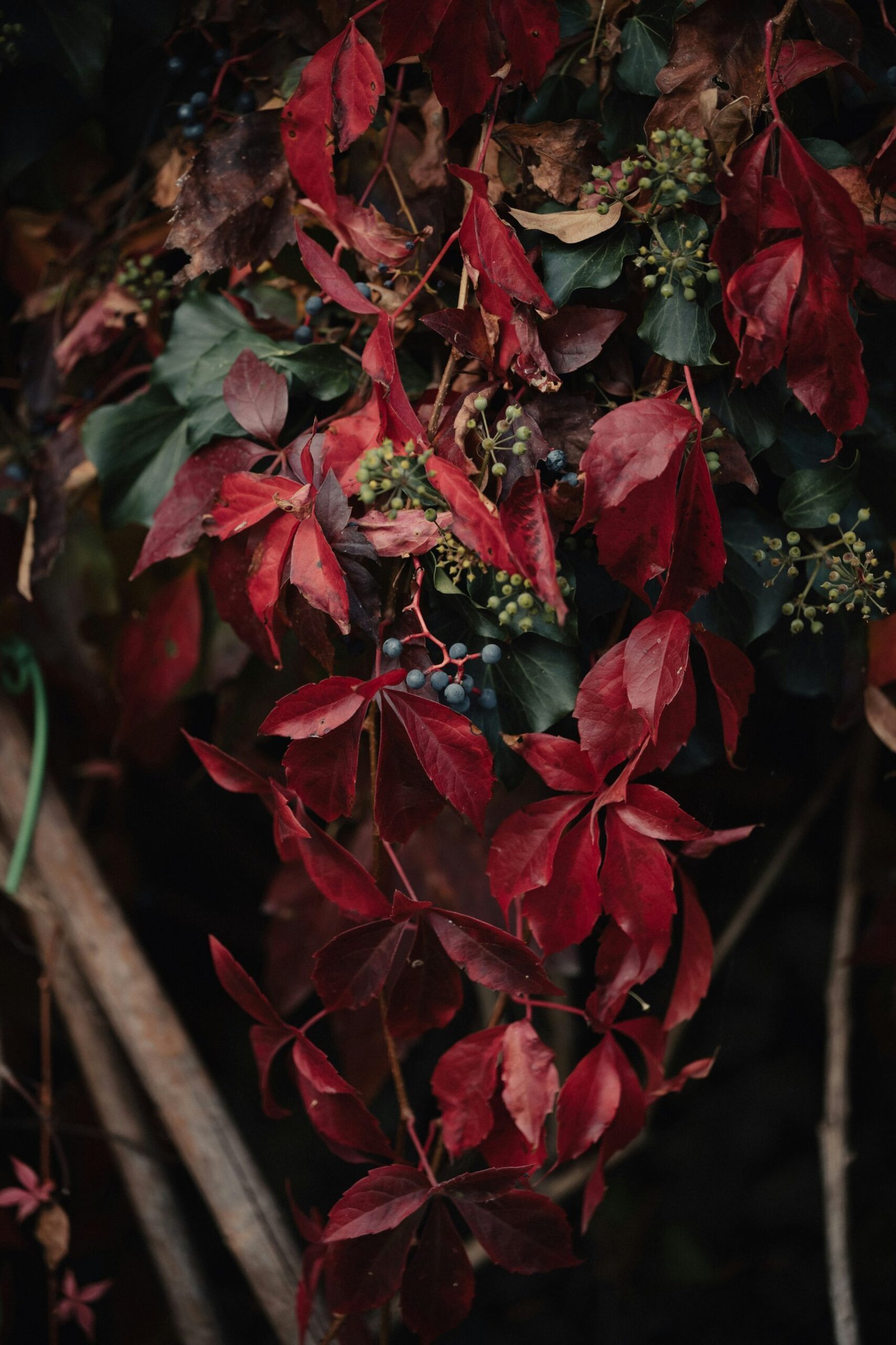 A bunch of red leaves hanging from a tree